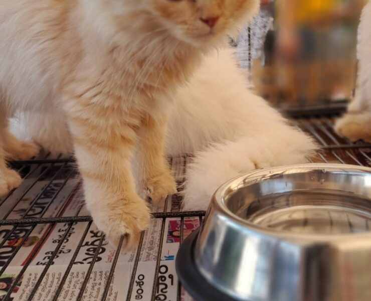 WhatsApp Image 2025-01-08 at 16.30.33_b210af3f